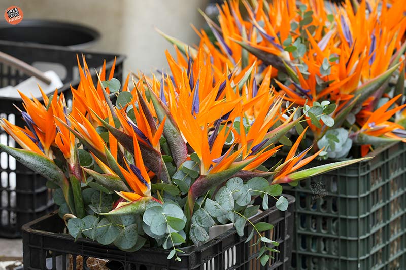 The Vibrant Festivities of Lunar New Year in Hanoi