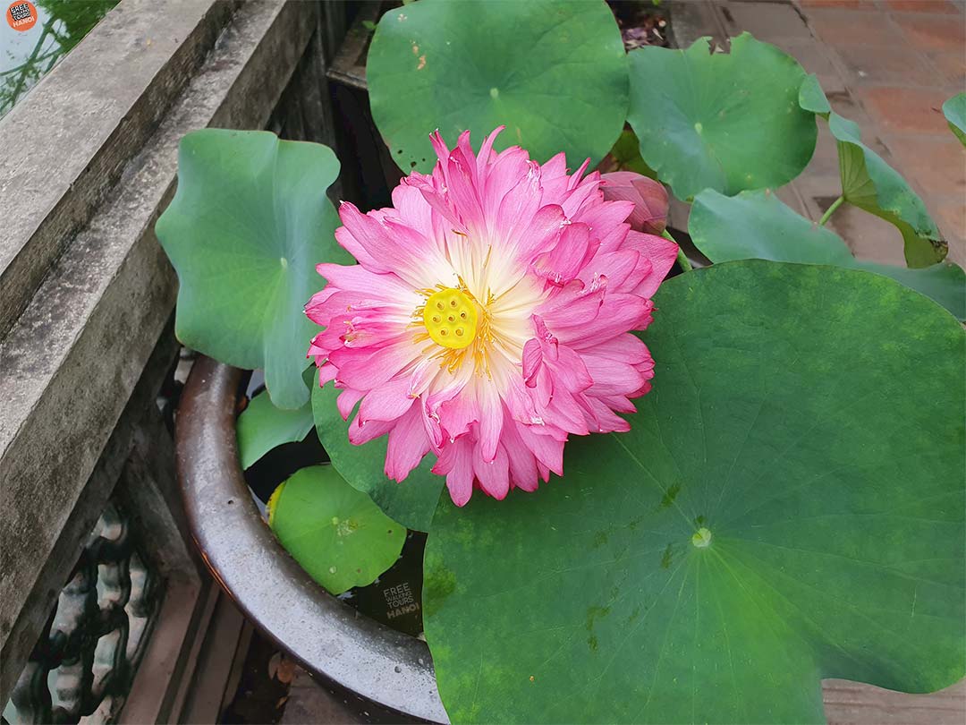 The One Pillar Pagoda – An iconic landmark in Hanoi